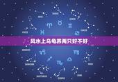 风水上乌龟养两只好不好，请问厂里养两只乌龟风水好吗