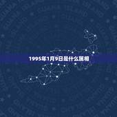 1995年1月9日是什么属相，95年属猪最佳婚配属相