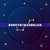 发财树叶子黄了怎么处理怎么补救，发财树叶子发黄怎么办？