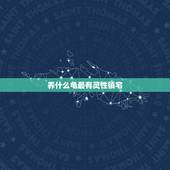 养什么龟最有灵性镇宅，一般家里养什么乌龟好？就是风水好的那种。