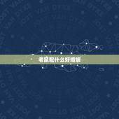 老鼠配什么好婚姻，属鼠的更佳配偶属相