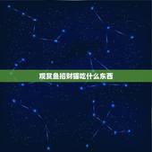 观赏鱼招财猫吃什么东西，招财猫鱼吃什么？