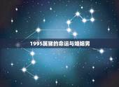 1995属猪的命运与婚姻男，95属猪哪一年结婚更好