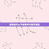 老鼠怕什么气味怎样才能灭老鼠，老鼠最讨厌什么气味