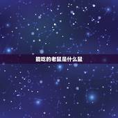 能吃的老鼠是什么鼠，老鼠肉多少钱一斤