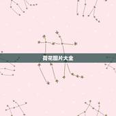 荷花图片大全，谁有荷花图片？好看的