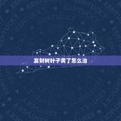 发财树叶子黄了怎么治，家里发财树叶子发黄怎么办