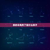 养的乌龟死了是什么样子，我养的这个小乌龟是不是要死了？