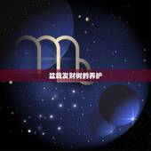 盆栽发财树的养护，发财树养护方法