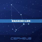 属兔的适合戴什么翡翠，属兔的戴什么玉石
