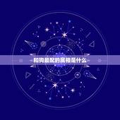 和狗最配的属相是什么，狗和什么属相最配