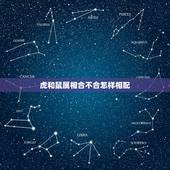 虎和鼠属相合不合怎样相配，属鼠和属虎相配吗？