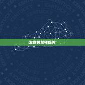 发财树怎样保养，冬季发财树怎么养护最好