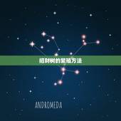 招财树的繁殖方法，发财树什么时候插枝？
