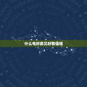 什么龟好养又好看值钱，什么龟又便宜又好看？ 而且命很长！又好养？