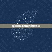 狗狗属相不合真的很重要吗，属相狗与属相牛一定不和吗？