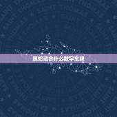 属蛇适合什么数字车牌，车牌遮挡数字磁铁贴