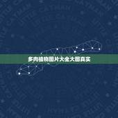 多肉植物图片大全大图真实，开花所有多肉植物图片及名称