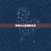 狗和什么属相最合适，属狗的和什么属相最合适