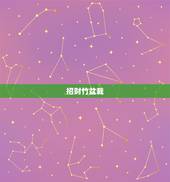 招财竹盆栽，招财竹怎么养