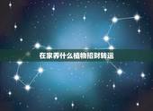 在家养什么植物招财转运，家里种什么植物招财