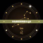 灰色的招财狗取什么名，灰色泰迪起什么名字好？