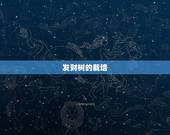 发财树的栽培，怎样栽培发财树呢？发财树的种植方法是什么？