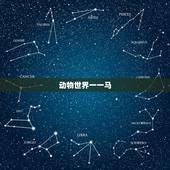 动物世界一一马，马和马怎么配对