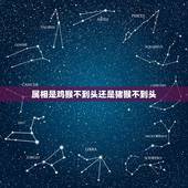 属相是鸡猴不到头还是猪猴不到头，猪猴真的不到头吗？还是鸡猴不到头？