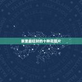 家里最旺财的十种花图片，家里放什么花好招财