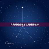 乌龟死后应该怎么处理比较好，小乌龟死后要怎么处理？