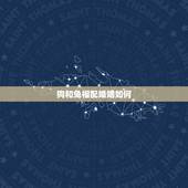 狗和兔相配婚姻如何，男属狗女属兔相配吗