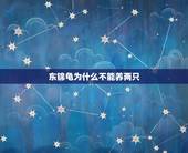 东锦龟为什么不能养两只，打算养两只龟， 是养麝香好还是东锦好？