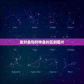 发财鱼和财神鱼的区别图片，标准发财鱼长什么样