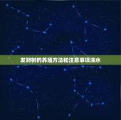 发财树的养殖方法和注意事项浇水，发财树的养殖方法和注意事项分别是？