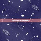 怎么养巴西龟才是正确的，巴西龟怎么养