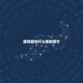 属狗最怕什么婚配属牛，属狗的和属牛的人能合得来么？