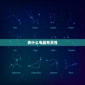 养什么龟最有灵性，哪种乌龟通人性有灵性？