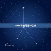1978年的马是什么命，1978年属马2022 年有一劫