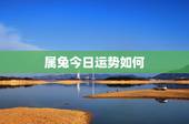 属兔今日运势如何，属马今日财运