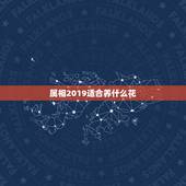 属相2019适合养什么花，2019年春运什么生肖放什么花
