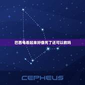 巴西龟看起来好像死了还可以救吗，请问我的乌龟是要死了吗？还有救吗？