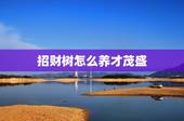 招财树怎么养才茂盛，怎样养好招财树？