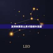 发财树要怎么养才能枝叶茂盛，怎样养好发财树？