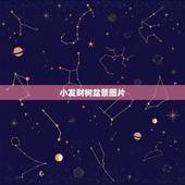 小发财树盆景图片，小盆栽的发财树，在什么条件下才能长大？