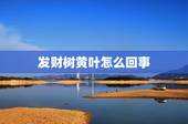 发财树黄叶怎么回事，发财树叶子变黄怎么办？