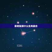 属老鼠跟什么生肖最合，属鼠什么生肖结合是更佳婚配