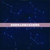 发财树怎么养殖方法注意事项，发财树的树叶不知道被什么虫子咬了，又找不到