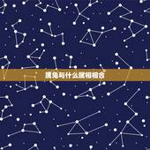 属兔与什么属相相合，属相猪与什么属相相合