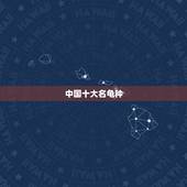 中国十大名龟种，中国最贵的龟排名